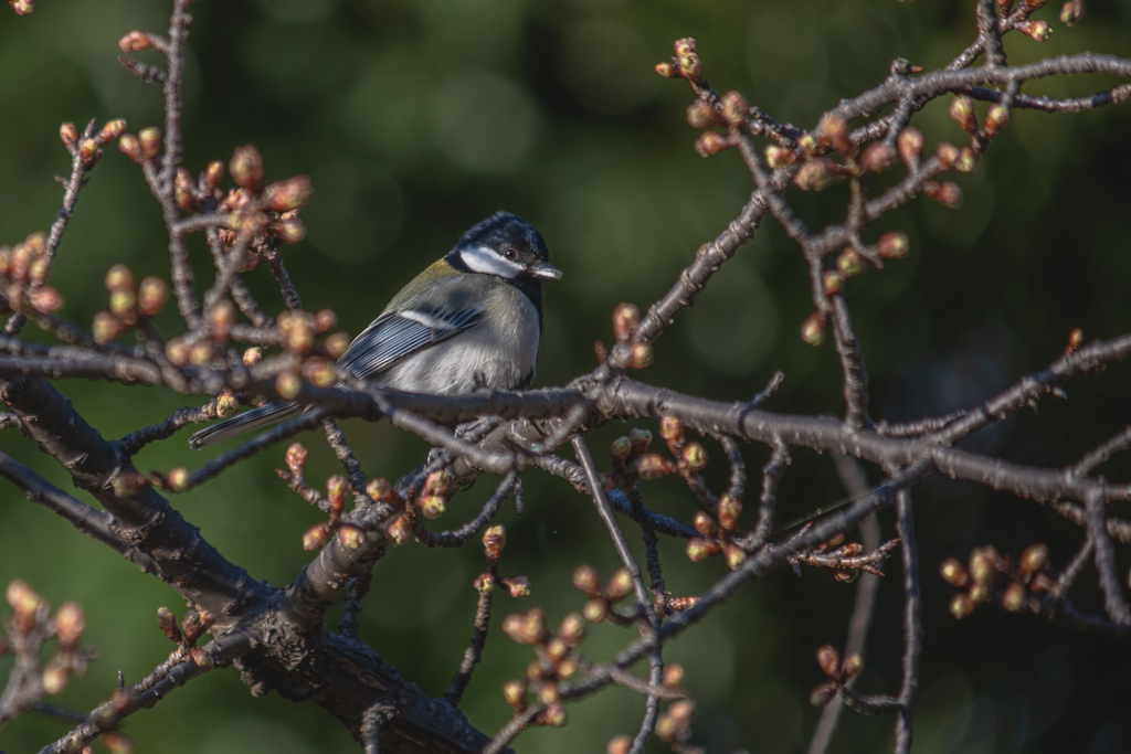 寒緋桜の蕾を物色するシジュウカラ