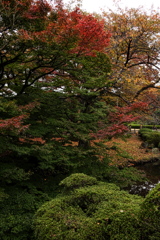新宿御苑　日本庭園の紅葉