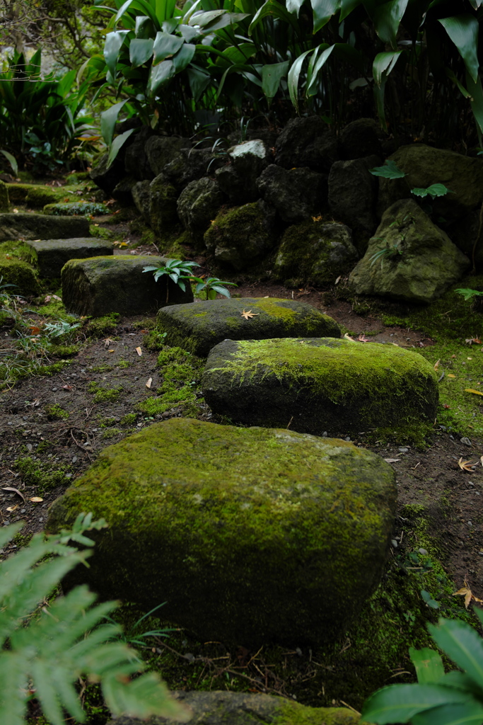 報国寺　苔まみれ石