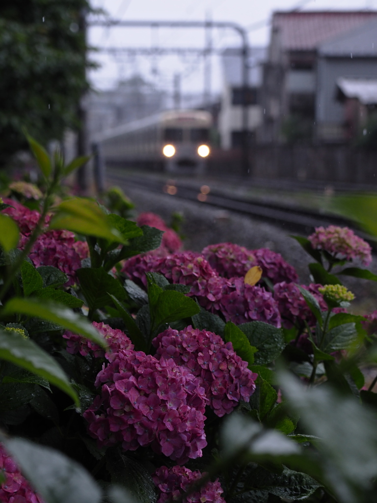 井の頭線と紫陽花