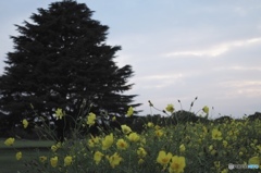 昭和記念公園のコスモス