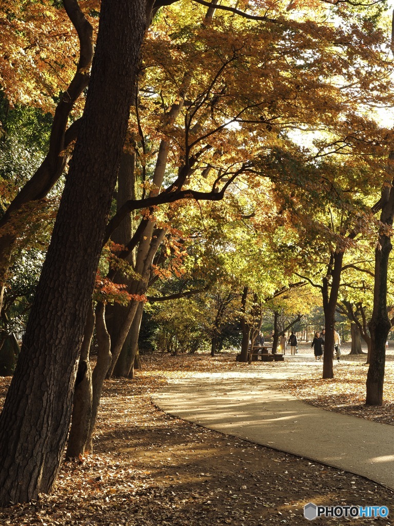 井の頭公園の紅葉スナップ3