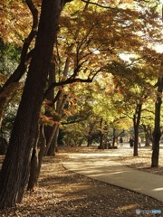 井の頭公園の紅葉スナップ3