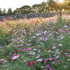 昭和記念公園コスモスまつり