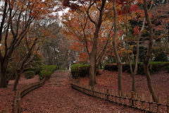 神代植物公園　落ち葉の絨毯