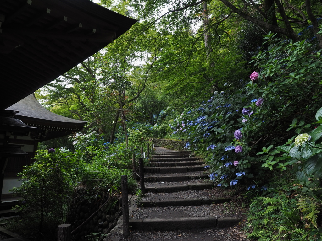 高幡不動尊あじさいまつり3