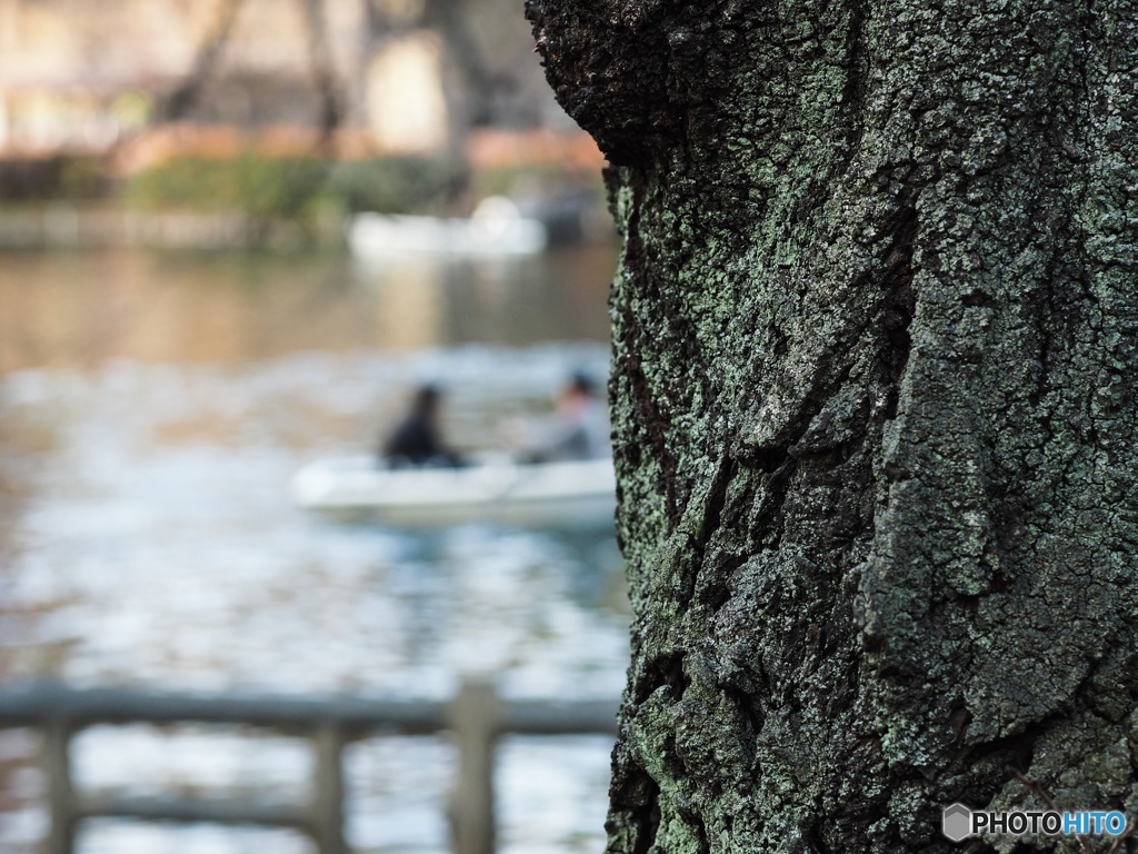 井の頭公園 苔シリーズ4