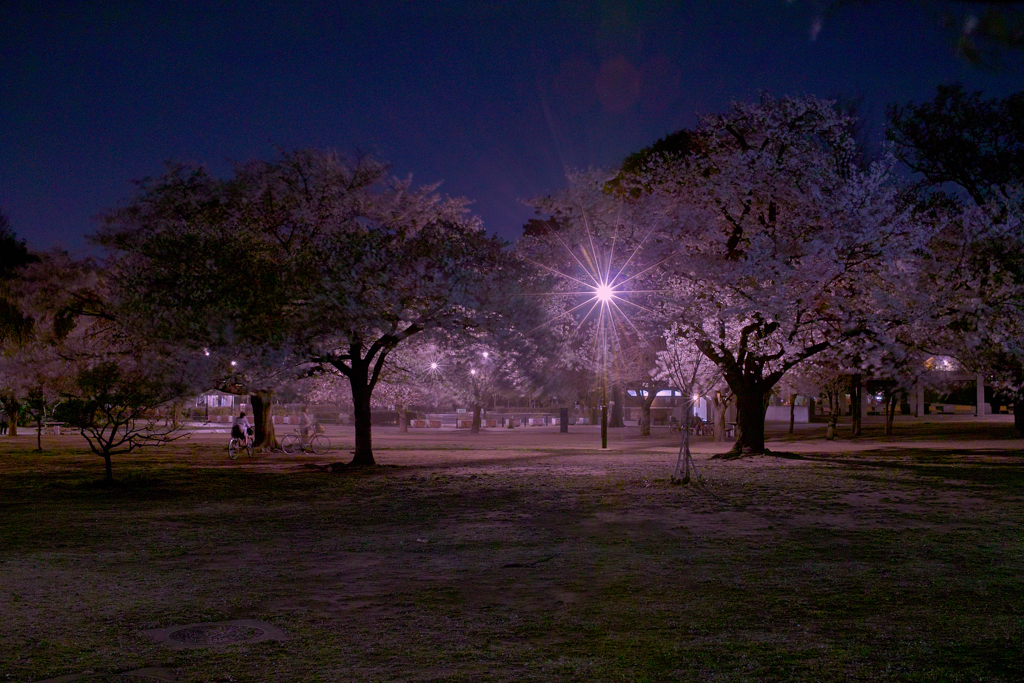 井の頭公園西園の夜桜