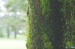 雨の昭和記念公園4