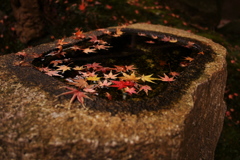 報国寺　手水舎もみじ