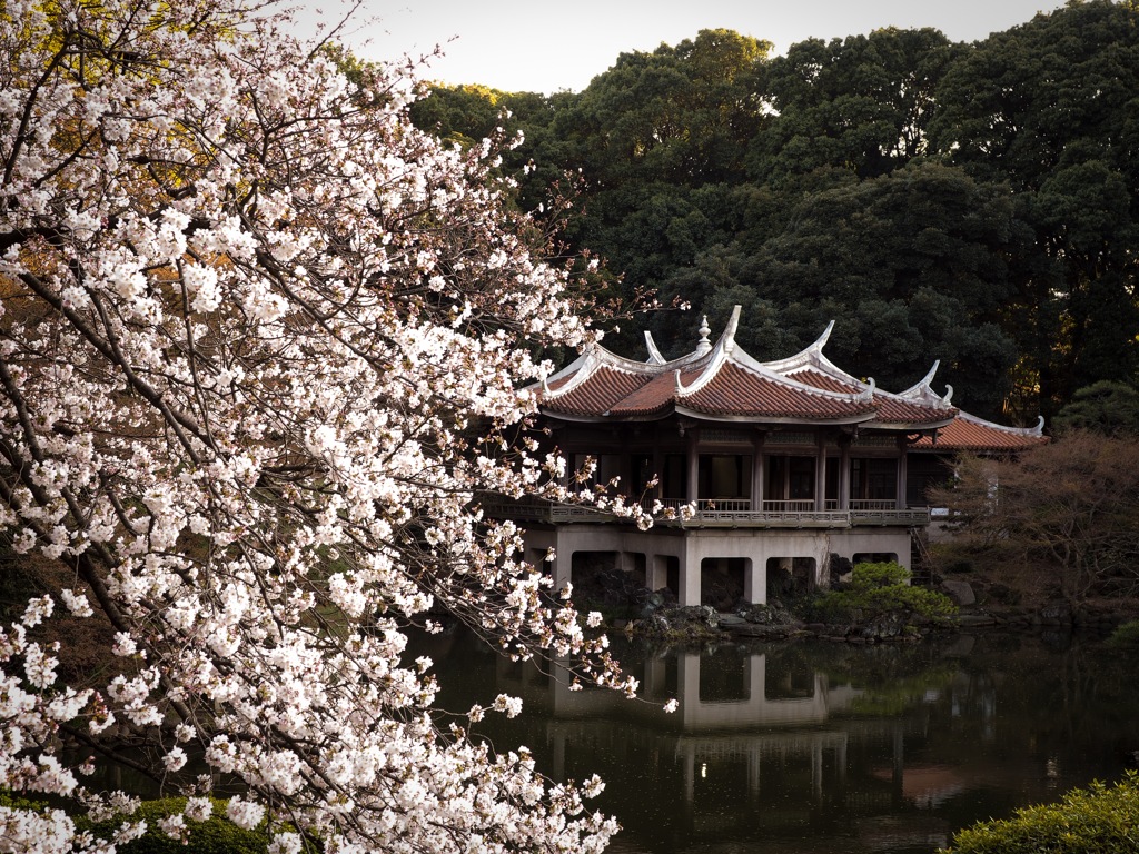 新宿御苑 桜と台湾閣