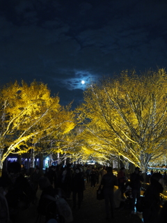 昭和記念公園の立川口のライトアップ