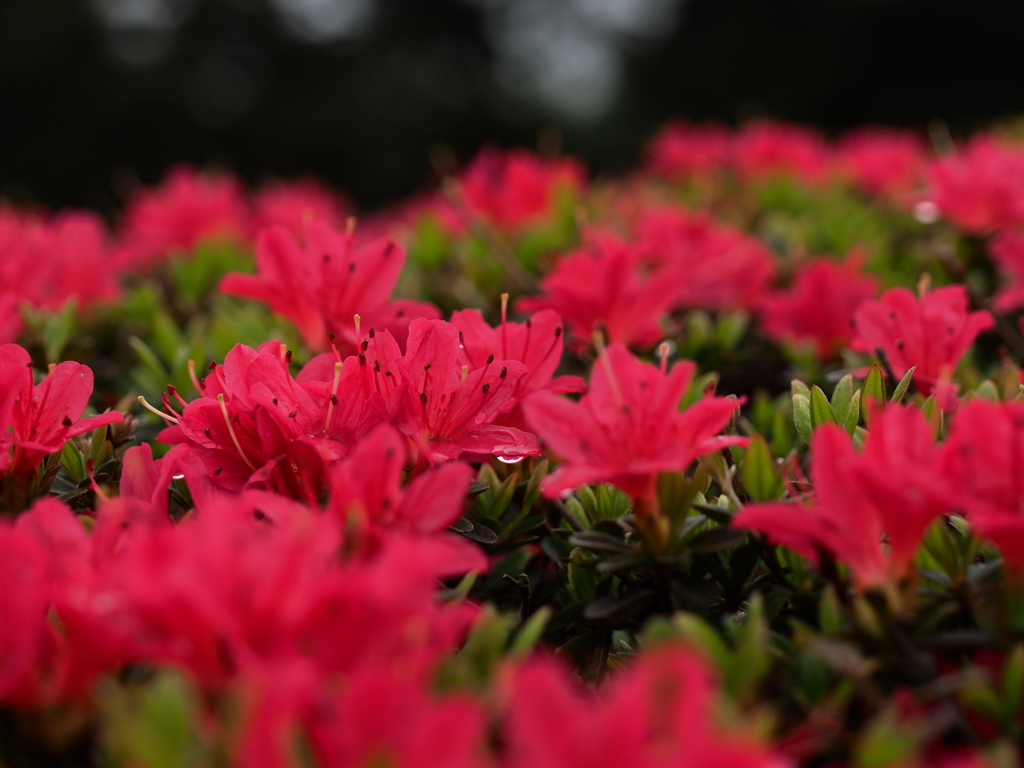 神代植物公園 ツツジ園4