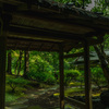 旧古河庭園・日本庭園３