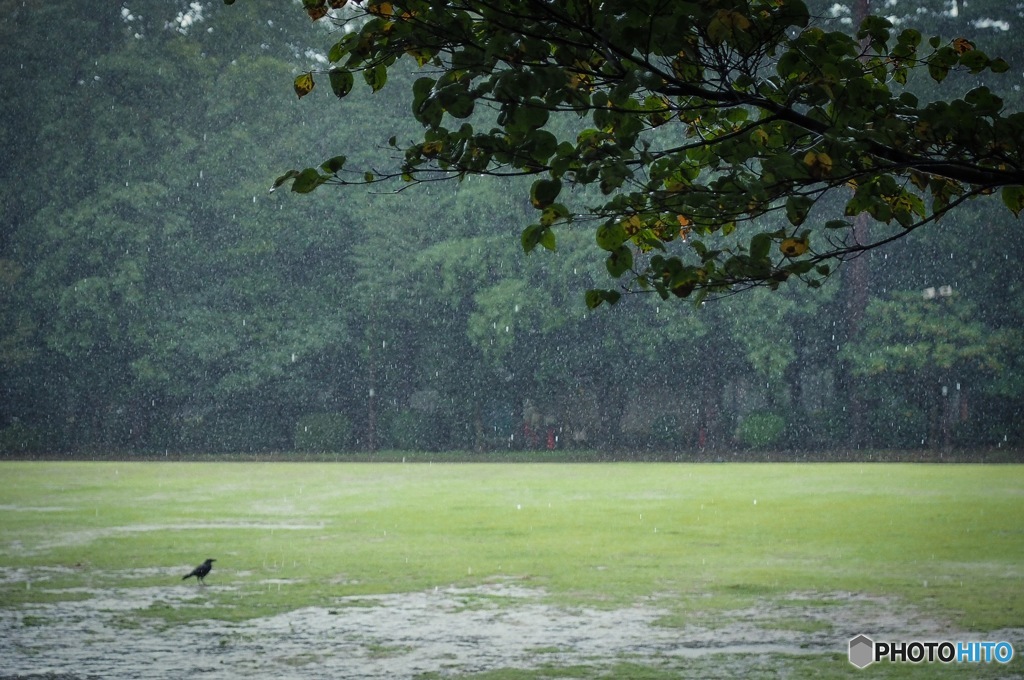 雨の井の頭公園西園付近2