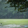 雨の井の頭公園西園付近2