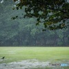 雨の井の頭公園西園付近2