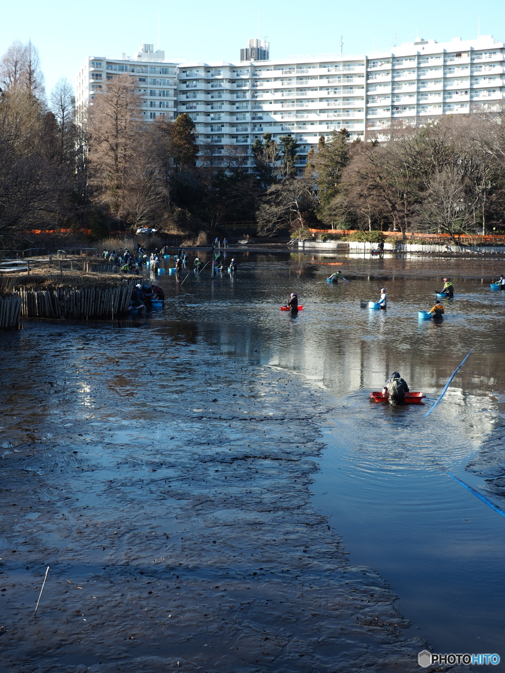 井の頭公園かいぼり