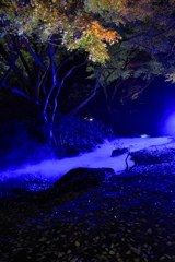 六義園のライトアップ