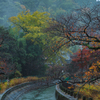 雨の山科疏水