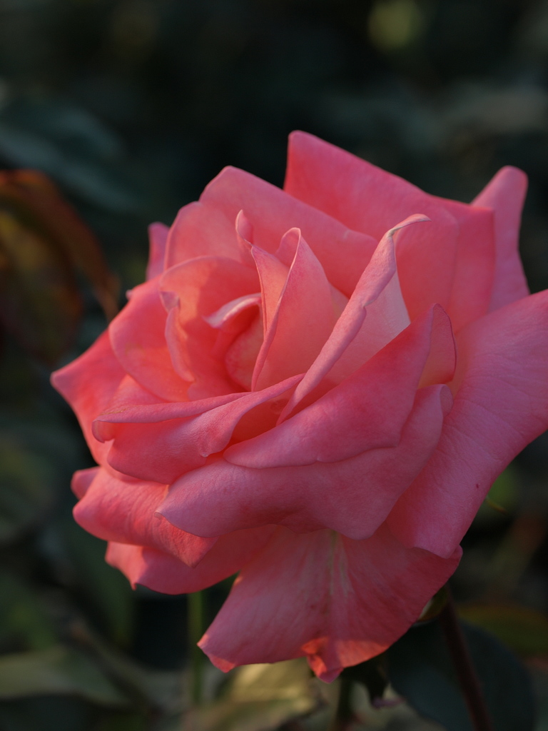 夕暮れに染まる薔薇