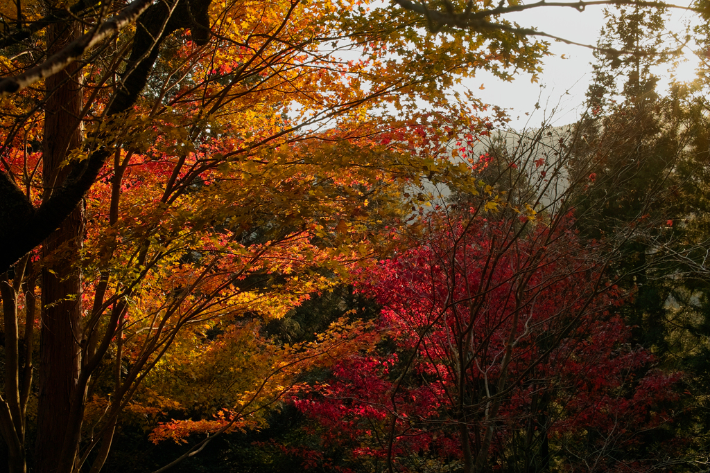 御岳山の紅葉