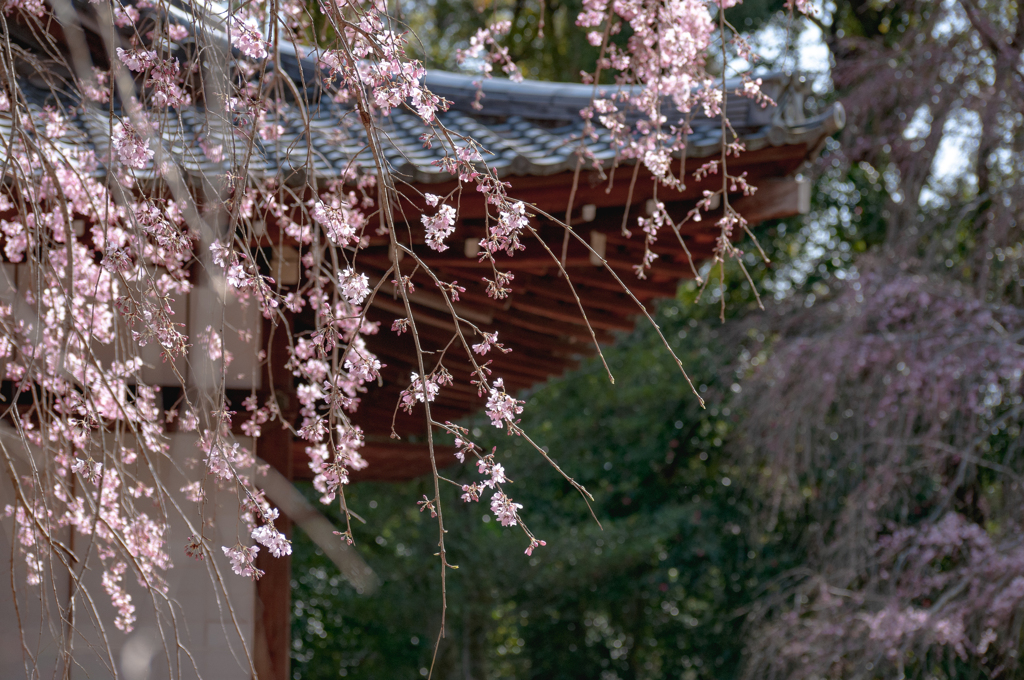 醍醐寺の桜