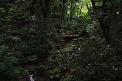 明治神宮の森