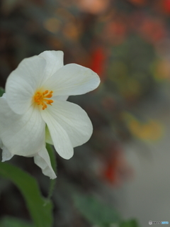 神代植物公園温室シリーズ2