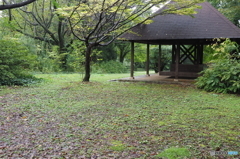 雨の昭和記念公園2