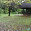雨の昭和記念公園2