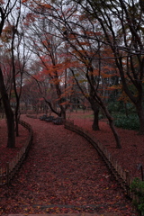 神代植物公園　落ち葉の絨毯２