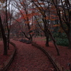 神代植物公園　落ち葉の絨毯２