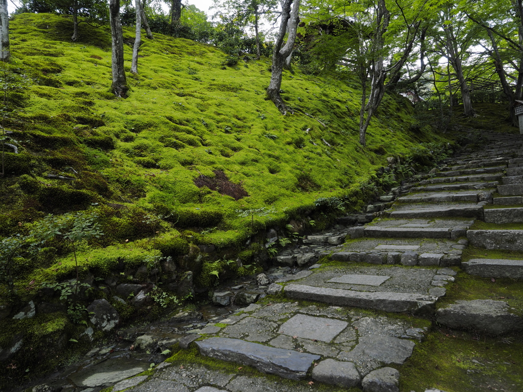 常寂光寺の苔