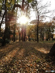 井の頭公園の紅葉スナップ1