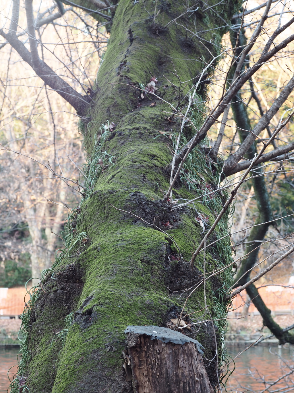 井の頭公園 苔シリーズ2