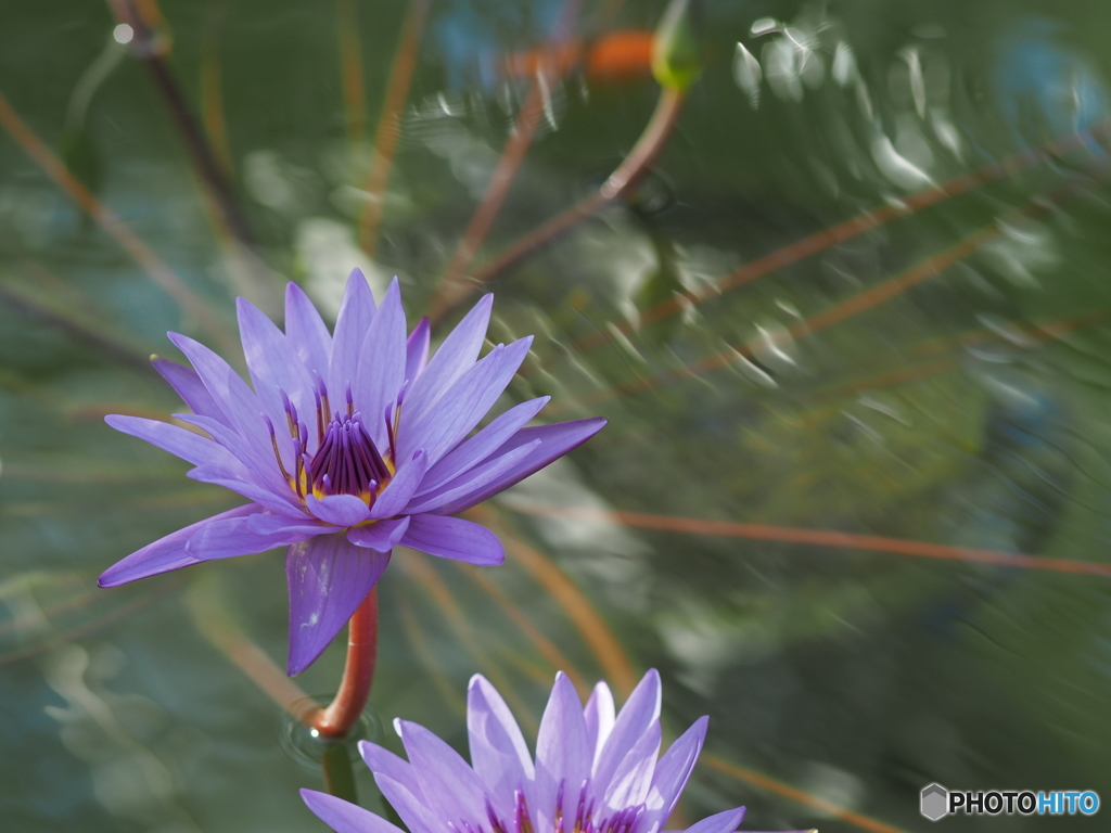 神代植物公園温室シリーズ3