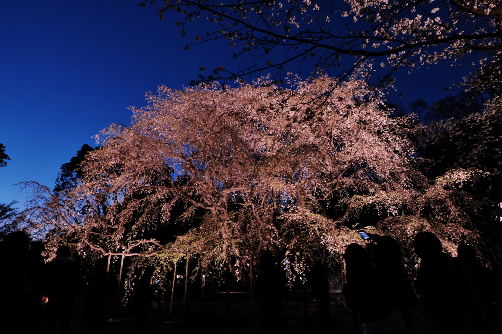 六義園のライトアップ2