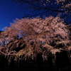 六義園のライトアップ2