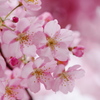 河津桜