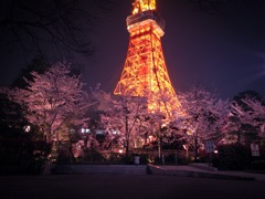 タワー夜桜