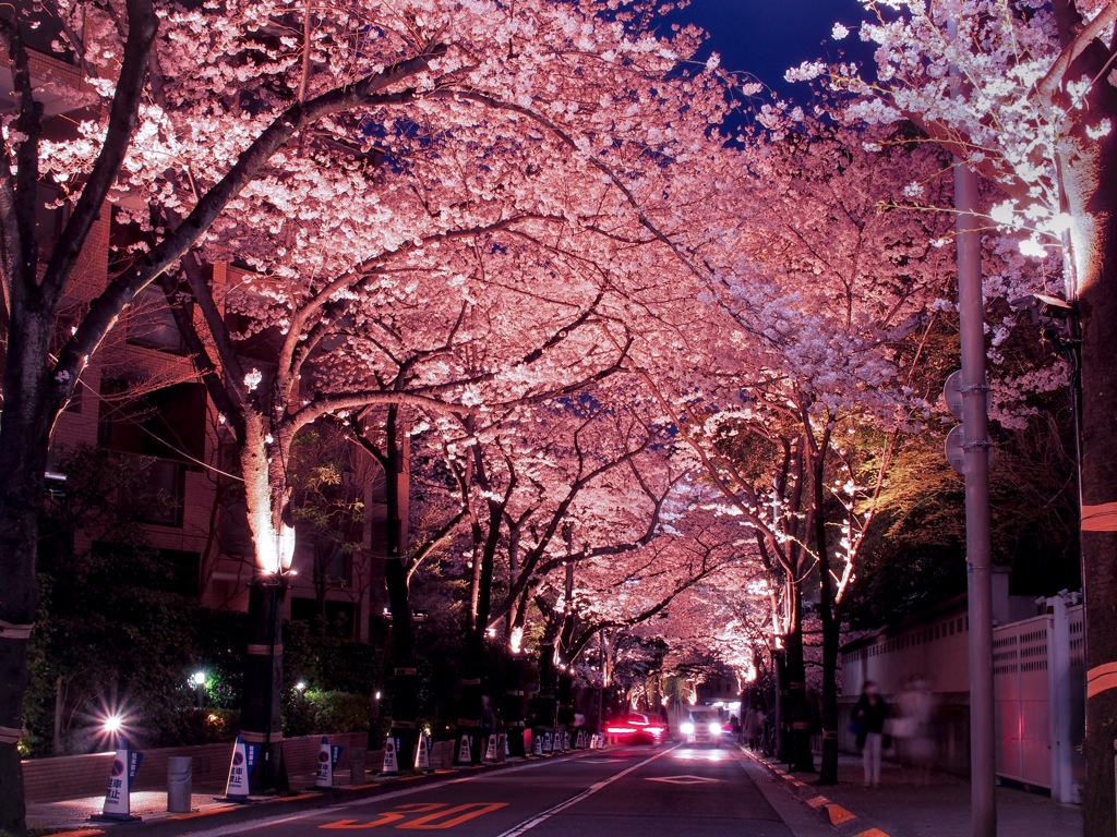 夜桜 オークラ方面を臨む