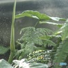 神代植物公園の大温室内