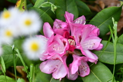 石楠花に霞む野菊