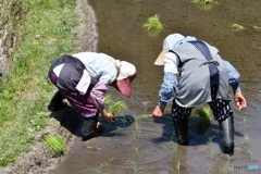 棚田の手植え