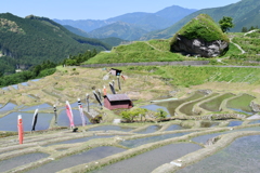 鯉のぼりが棚田で泳ぐ