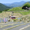 鯉のぼりが棚田で泳ぐ