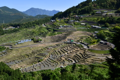 丸山千枚田、全景、