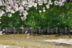 大和高田、千本桜花吹雪