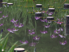 水面に咲く